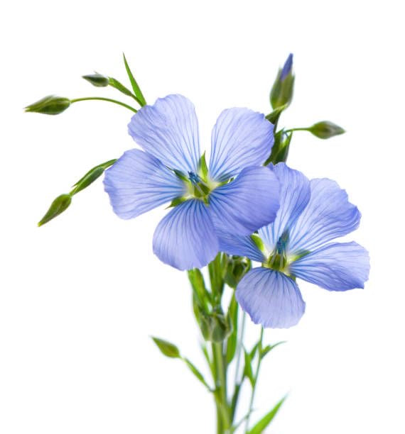 Galets parfumés FLEUR DE LIN